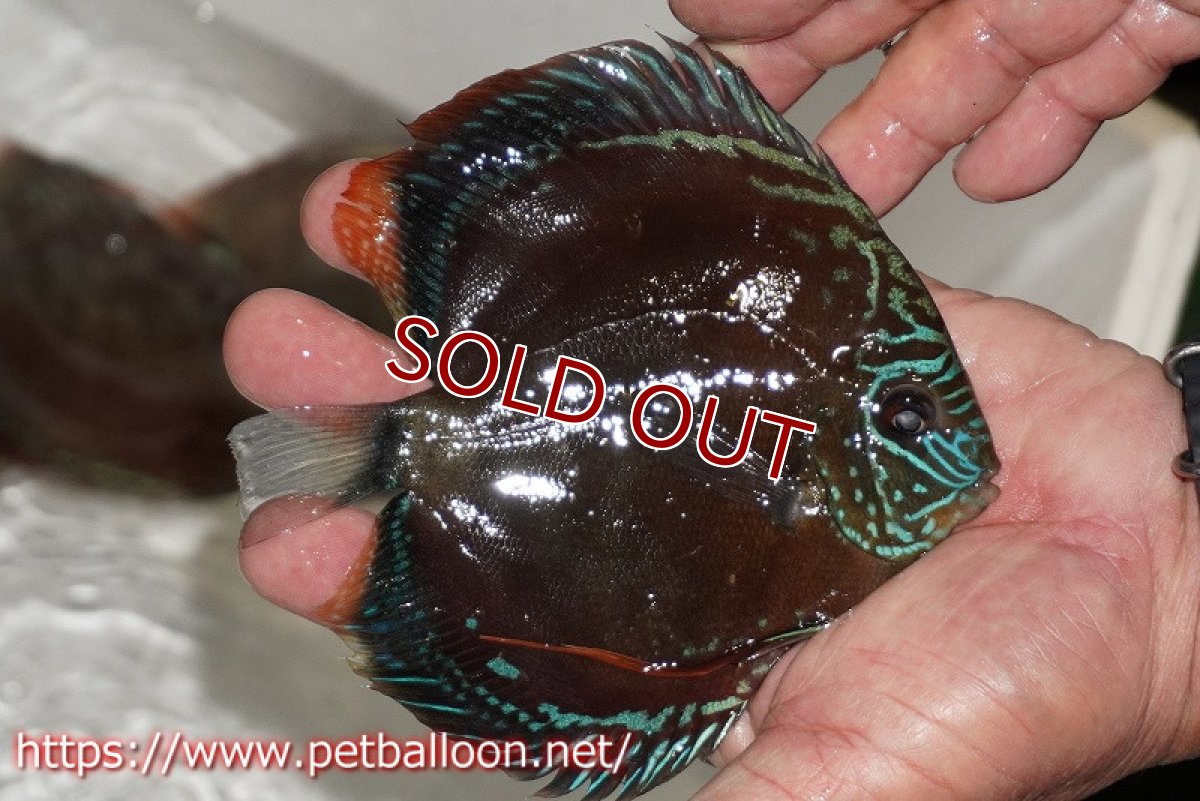 画像2: 【ディスカス】【通販】【超激レア 現地セレクト個体】(【激赤必至】朱月 (種親候補レベル)【個体販売】13-15cm【証明書付】(生体)B-HOUSE 倉津氏作出 (2)