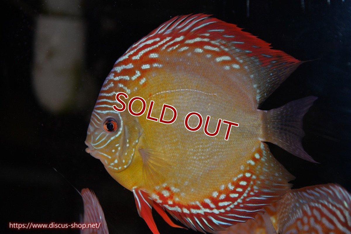 画像1: 【ディスカス】【通販】【超激レア 現地セレクト個体】(【激赤必至】朱月 （種親候補レベル 推定♂）【個体販売】13-15cm【証明書付】（生体）B-HOUSE 倉津氏作出 (1)