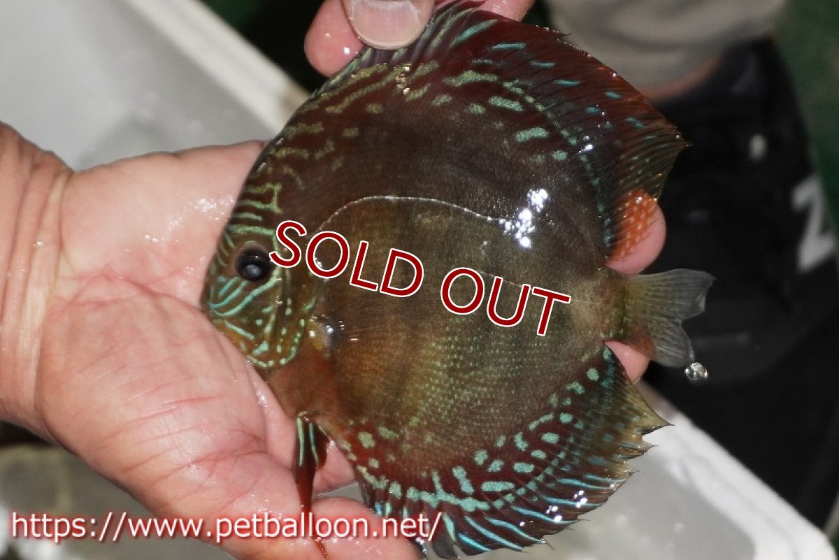 画像2: 【ディスカス】【通販】【超激レア 現地セレクト個体】(【激赤必至】朱月 （種親候補レベル 推定♂）【個体販売】13-15cm【証明書付】（生体）B-HOUSE 倉津氏作出 (2)