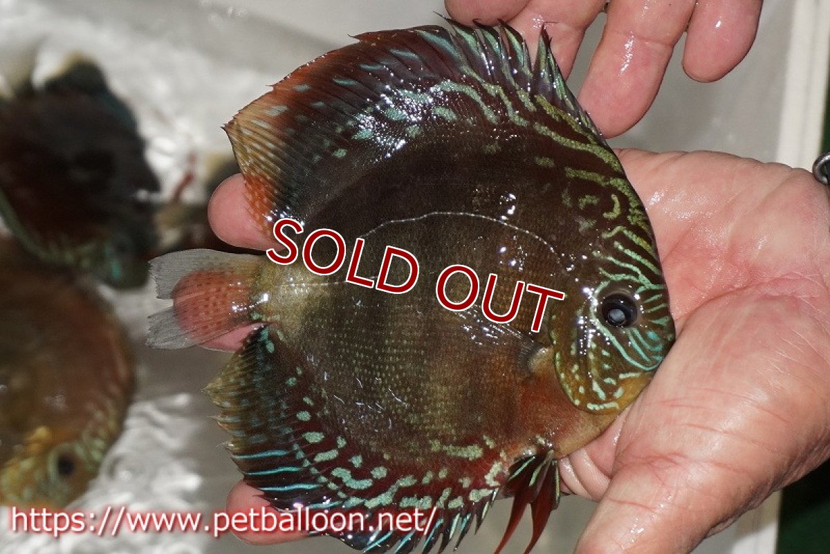 画像3: 【ディスカス】【通販】【超激レア 現地セレクト個体】(【激赤必至】朱月 （種親候補レベル 推定♂）【個体販売】13-15cm【証明書付】（生体）B-HOUSE 倉津氏作出 (3)