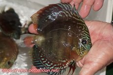 画像3: 【ディスカス】【通販】【超激レア 現地セレクト個体】(【激赤必至】朱月 （種親候補レベル 推定♂）【個体販売】13-15cm【証明書付】（生体）B-HOUSE 倉津氏作出 (3)