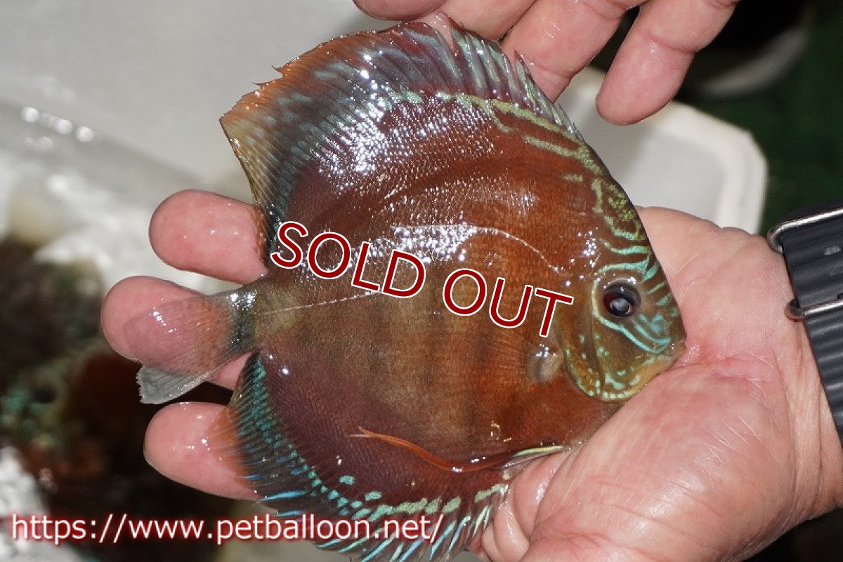 画像2: 【ディスカス】【通販】【超激レア 現地セレクト個体】(【激赤必至】朱月 (種親候補レベル)【個体販売】13-15cm【証明書付】(生体)B-HOUSE 倉津氏作出 (2)