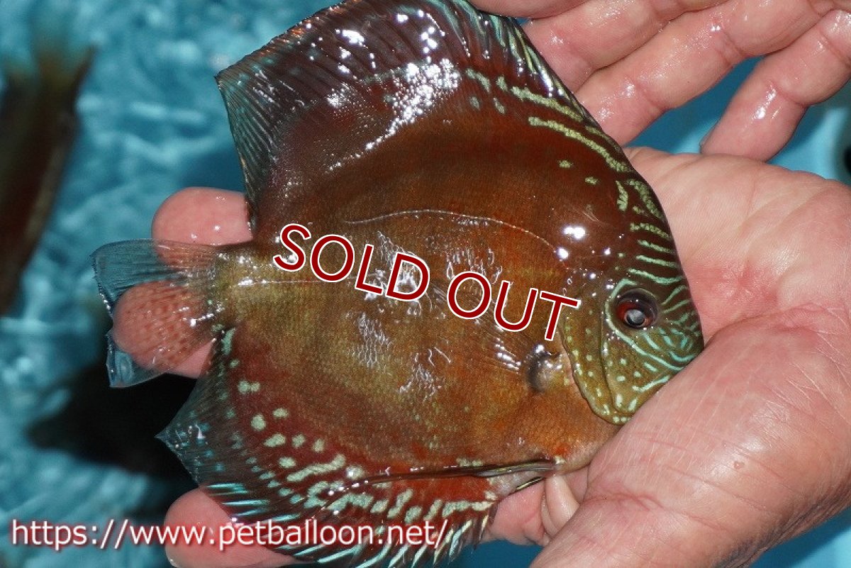 画像2: 【ディスカス】【通販】【超激レア 現地セレクト個体】(【激赤必至】朱月 (種親候補レベル)【個体販売】13-15cm【証明書付】(生体)B-HOUSE 倉津氏作出 (2)