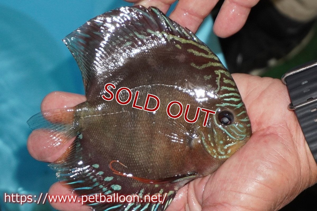 画像2: 【ディスカス】【通販】【超激レア 現地セレクト個体】(【激赤必至】朱月 (種親候補レベル)【個体販売】13-15cm【証明書付】(生体)B-HOUSE 倉津氏作出 (2)