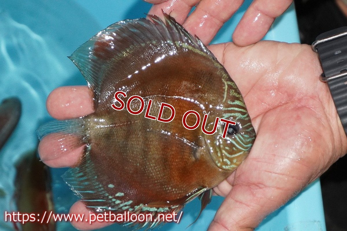 画像2: 【ディスカス】【通販】【超激レア 現地セレクト個体】(【激赤必至】朱月 (種親候補レベル)【個体販売】13-15cm【証明書付】(生体)B-HOUSE 倉津氏作出 (2)