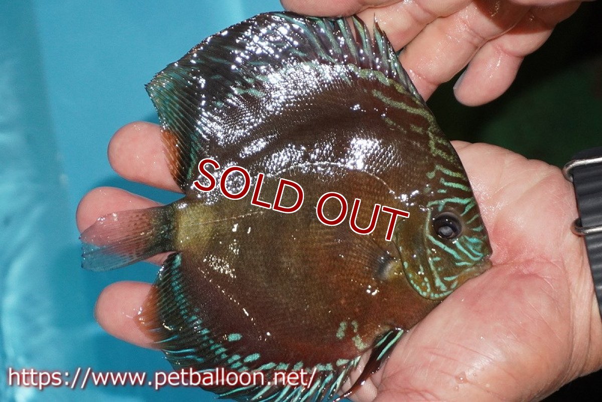 画像2: 【ディスカス】【通販】【超激レア 現地セレクト個体】(【激赤必至】朱月 (種親候補レベル)【個体販売】13-15cm【証明書付】(生体)B-HOUSE 倉津氏作出 (2)