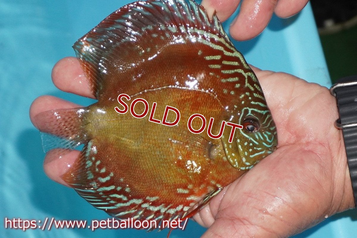 画像2: 【ディスカス】【通販】【超激レア 現地セレクト個体】(【激赤必至】朱月 (種親候補レベル)【個体販売】13-15cm【証明書付】(生体)B-HOUSE 倉津氏作出 (2)