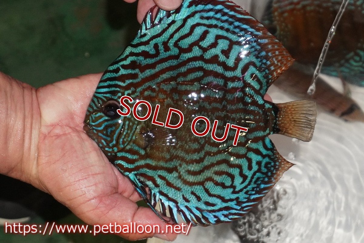 画像2: 【ディスカス】【通販】【激レアワイルドクロス】【国産ブリード】プルスロイヤルブルークロスヨーロッパ産ロートターキス【個体販売】17cm（生体）【越中の雄 作出】 (2)