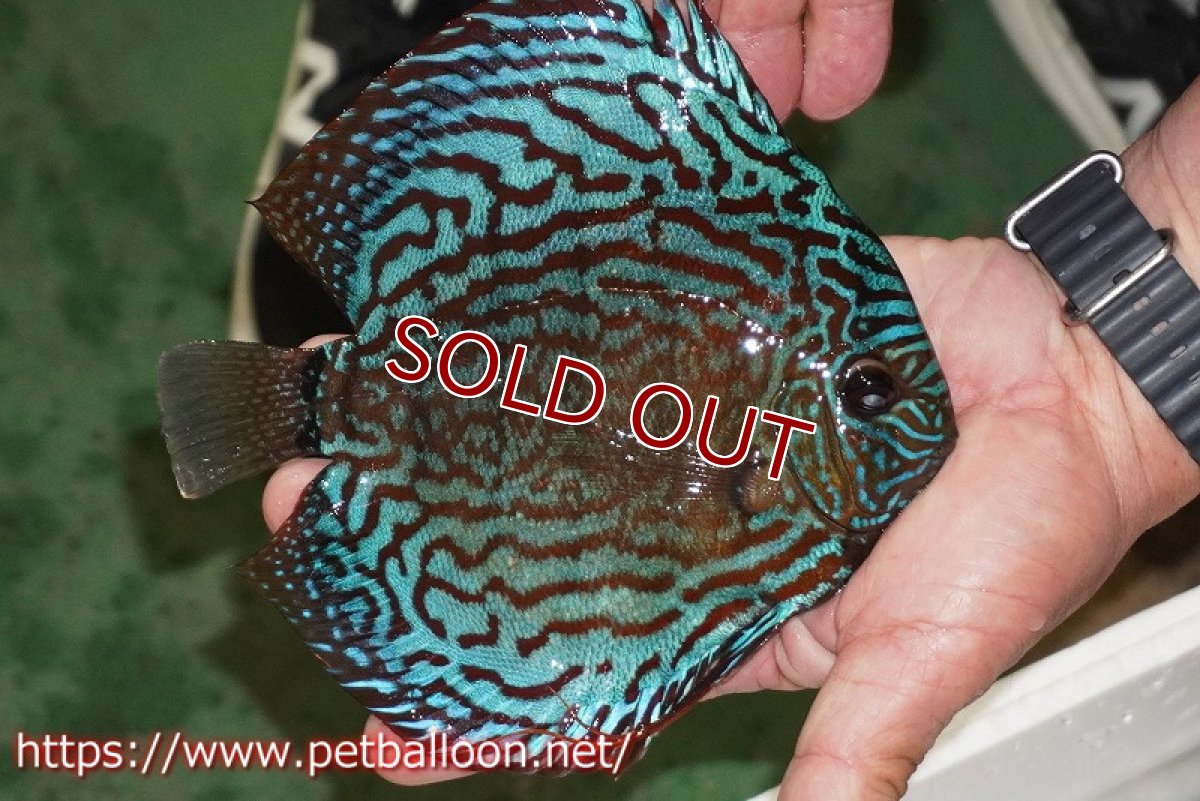 画像3: 【ディスカス】【通販】【激レアワイルドクロス】【国産ブリード】プルスロイヤルブルークロスヨーロッパ産ロートターキス【個体販売】17cm（生体）【越中の雄 作出】 (3)