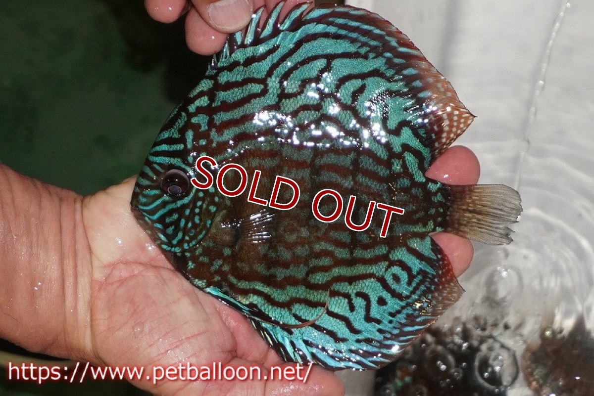 画像2: 【ディスカス】【通販】【激レアワイルドクロス】【国産ブリード】プルスロイヤルブルークロスヨーロッパ産ロートターキス【個体販売】17cm（生体）【越中の雄 作出】 (2)