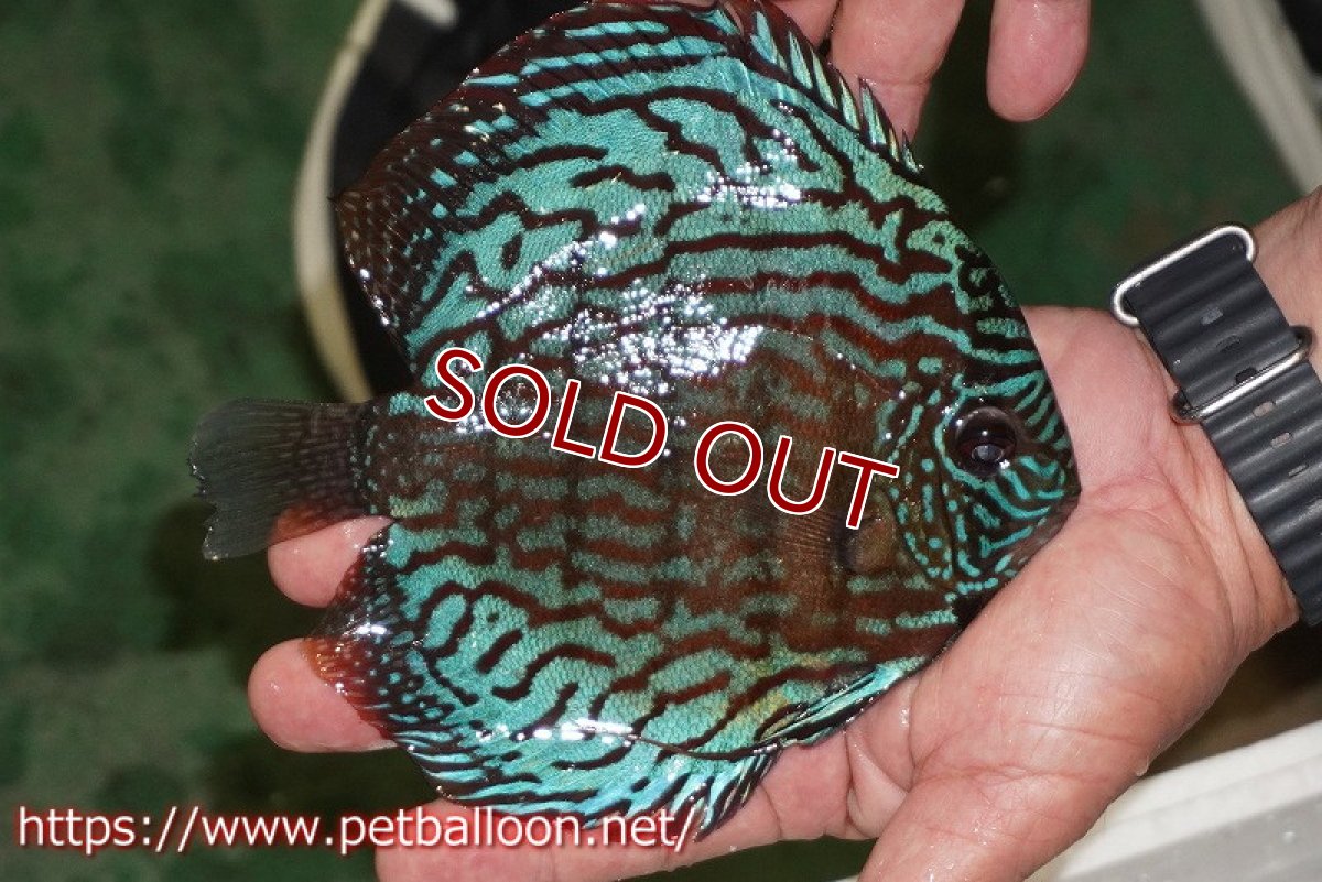 画像3: 【ディスカス】【通販】【激レアワイルドクロス】【国産ブリード】プルスロイヤルブルークロスヨーロッパ産ロートターキス【個体販売】17cm（生体）【越中の雄 作出】 (3)