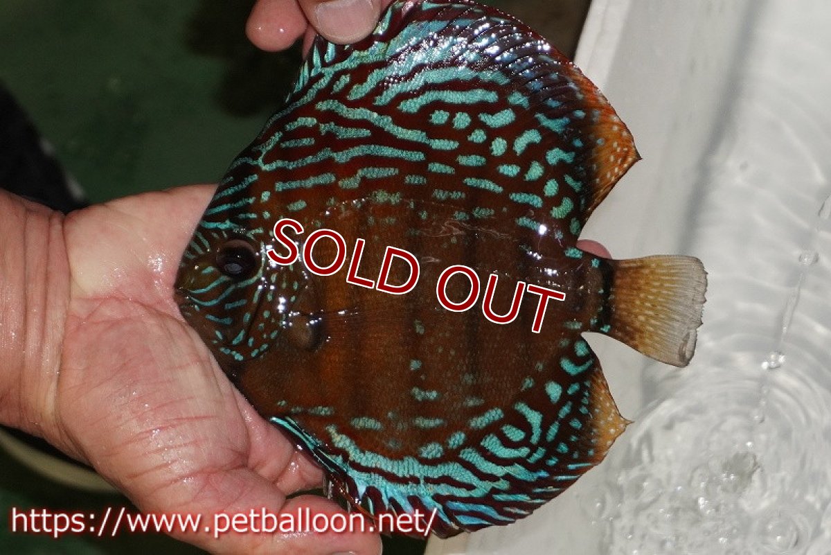 画像2: 【ディスカス】【通販】【激レアワイルドクロス】【国産ブリード】プルスロイヤルブルークロスヨーロッパ産ロートターキス【個体販売】17cm（生体）【越中の雄 作出】 (2)