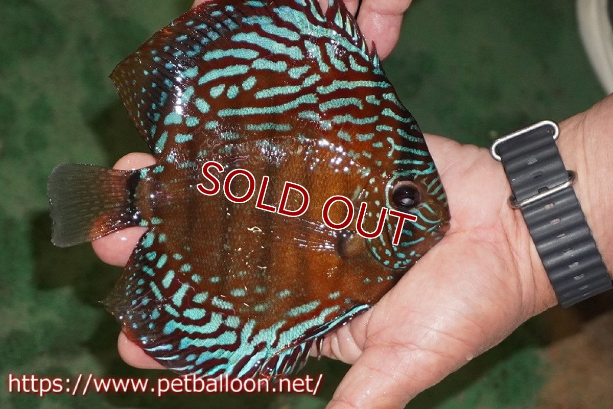 画像3: 【ディスカス】【通販】【激レアワイルドクロス】【国産ブリード】プルスロイヤルブルークロスヨーロッパ産ロートターキス【個体販売】17cm（生体）【越中の雄 作出】 (3)