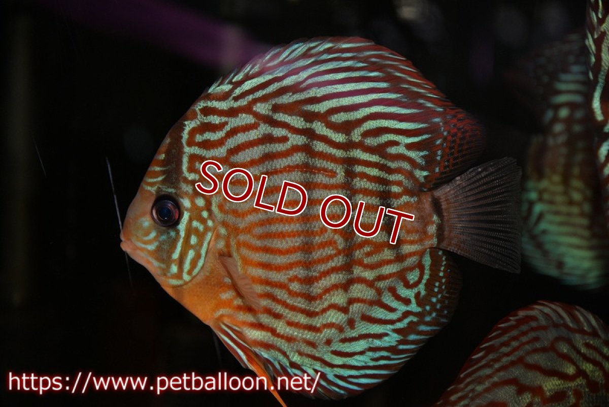 画像1: 【水槽スペース確保のため大特価】【ディスカス】【通販】【激レアワイルドクロス】【国産ブリード】プルスロイヤルブルークロスヨーロッパ産ロートターキス【個体販売】15cm（生体）【越中の雄 作出】 (1)