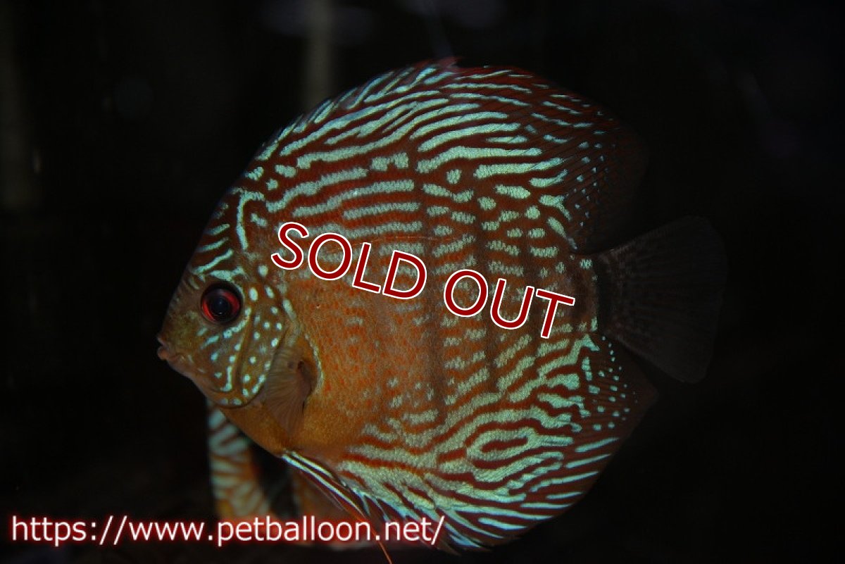 画像1: 【ディスカス】【通販】【激レアワイルドクロス】【国産ブリード】プルスロイヤルブルークロスヨーロッパ産ロートターキス【個体販売】14cm（生体）【越中の雄 作出】 (1)