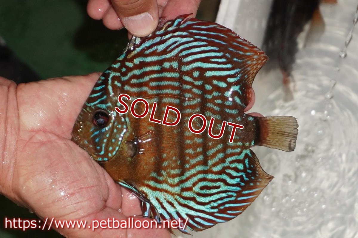 画像2: 【ディスカス】【通販】【激レアワイルドクロス】【国産ブリード】プルスロイヤルブルークロスヨーロッパ産ロートターキス【個体販売】14cm（生体）【越中の雄 作出】 (2)