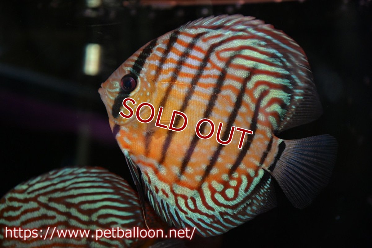 画像1: 【ディスカス】【通販】【激レアワイルドクロス】【国産ブリード】プルスロイヤルブルークロスヨーロッパ産ロートターキス【個体販売】13cm（生体）【越中の雄 作出】 (1)