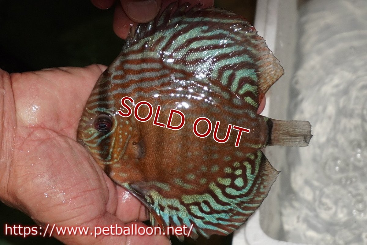 画像2: 【ディスカス】【通販】【激レアワイルドクロス】【国産ブリード】プルスロイヤルブルークロスヨーロッパ産ロートターキス【個体販売】13cm（生体）【越中の雄 作出】 (2)