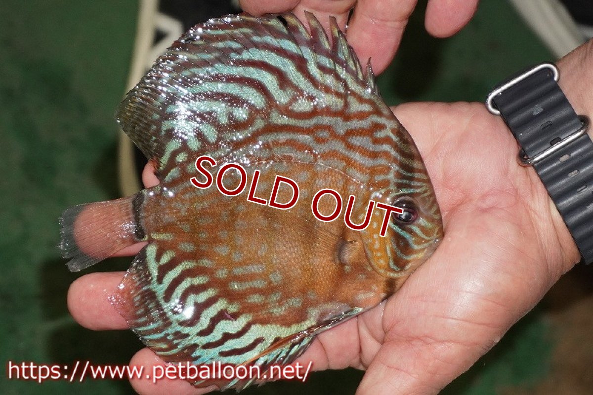 画像3: 【ディスカス】【通販】【激レアワイルドクロス】【国産ブリード】プルスロイヤルブルークロスヨーロッパ産ロートターキス【個体販売】13cm（生体）【越中の雄 作出】 (3)