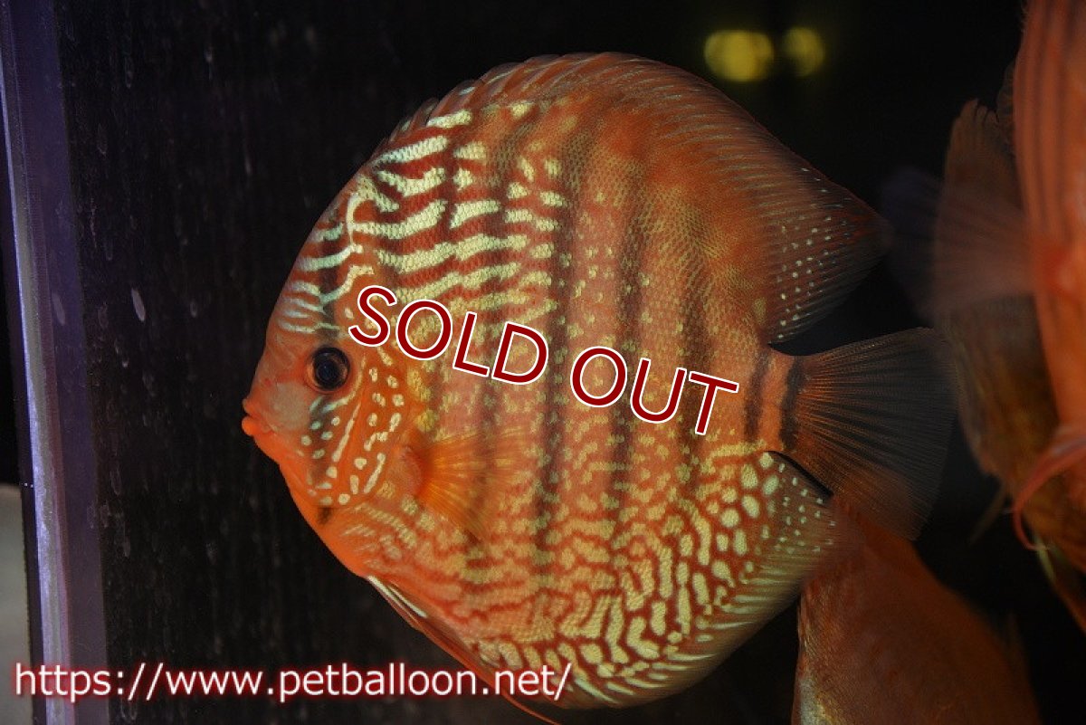 画像1: 【ディスカス】【通販】【初入荷マレーシア屈指のファーム】ワイルドロイヤルブルークロス（タイプレッド）【個体販売】15-16cm （生体）【マレーシア　PERMAI KENCANAディスカスファーム　Winson氏　】 (1)