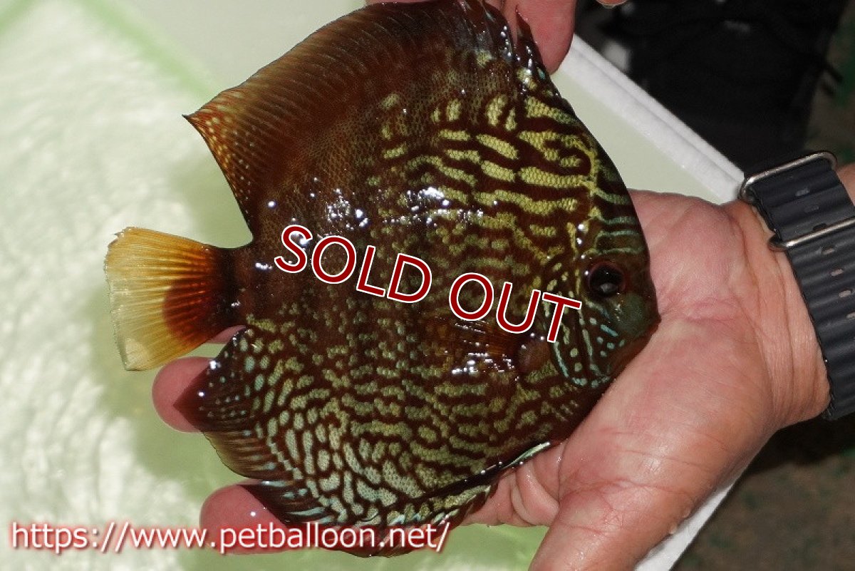 画像3: 【ディスカス】【通販】【初入荷マレーシア屈指のファーム】ワイルドロイヤルブルークロス（タイプレッド）【個体販売】15-16cm （生体）【マレーシア　PERMAI KENCANAディスカスファーム　Winson氏　】 (3)