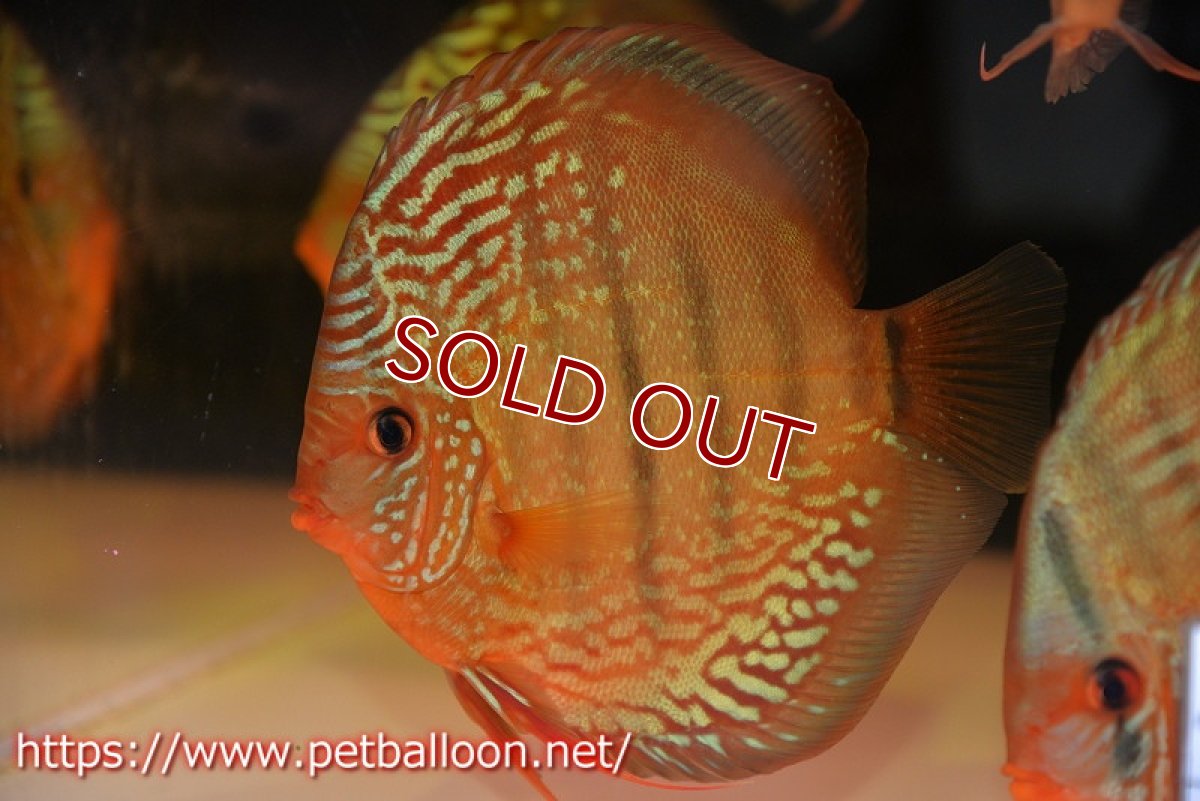 画像1: 【ディスカス】【通販】【初入荷マレーシア屈指のファーム】ワイルドロイヤルブルークロス（タイプレッド）【個体販売】15-16cm （生体）【マレーシア　PERMAI KENCANAディスカスファーム　Winson氏　】 (1)