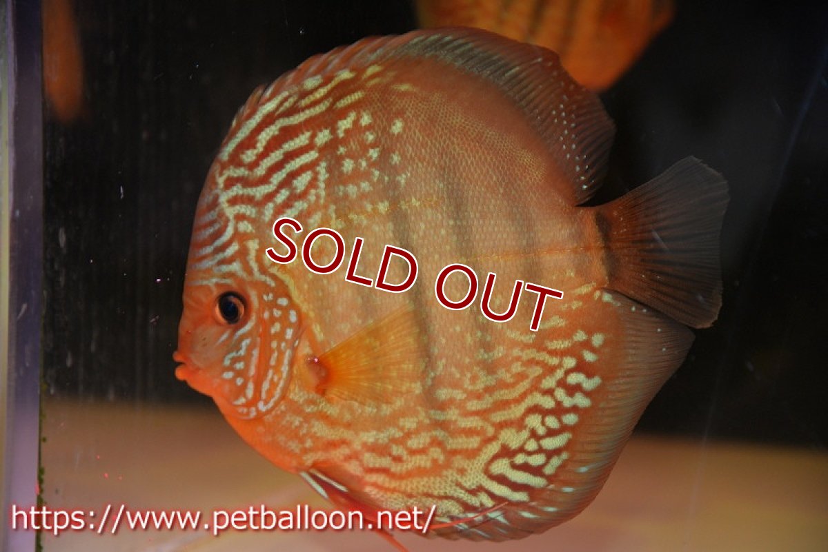 画像2: 【ディスカス】【通販】【初入荷マレーシア屈指のファーム】ワイルドロイヤルブルークロス（タイプレッド）【個体販売】15-16cm （生体）【マレーシア　PERMAI KENCANAディスカスファーム　Winson氏　】 (2)