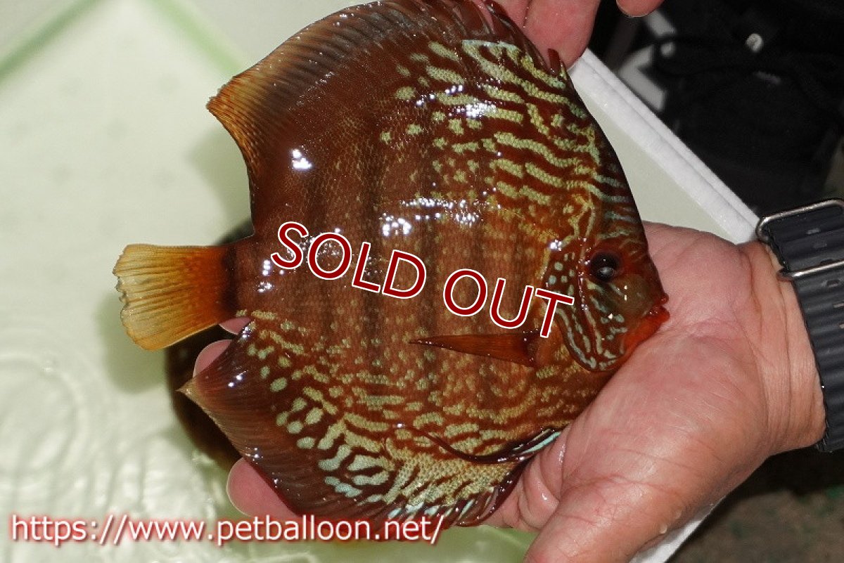 画像4: 【ディスカス】【通販】【初入荷マレーシア屈指のファーム】ワイルドロイヤルブルークロス（タイプレッド）【個体販売】15-16cm （生体）【マレーシア　PERMAI KENCANAディスカスファーム　Winson氏　】 (4)