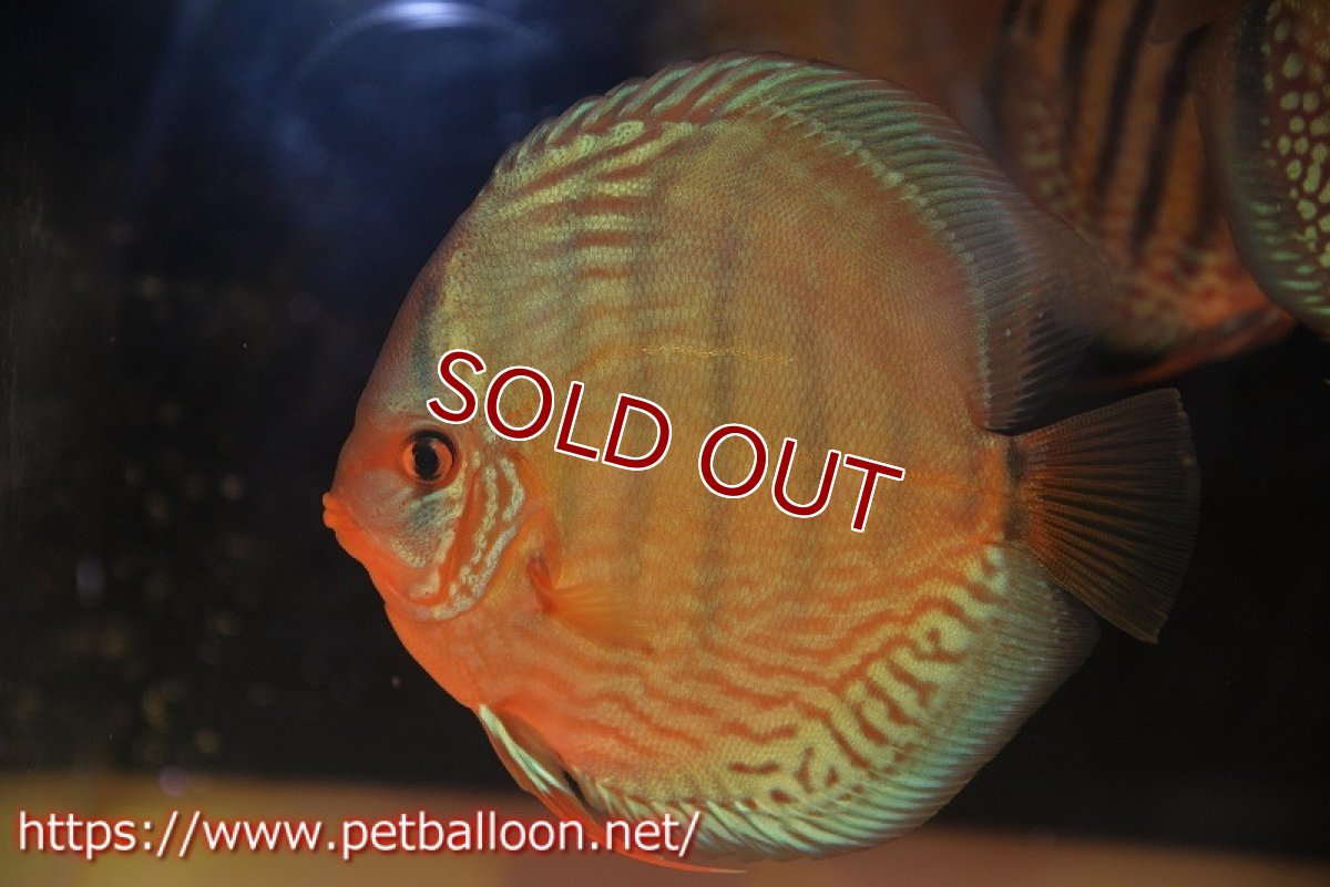 画像1: 【ディスカス】【通販】【初入荷マレーシア屈指のファーム】ワイルドロイヤルブルークロス（タイプレッド）【個体販売】15-16cm （生体）【マレーシア　PERMAI KENCANAディスカスファーム　Winson氏　】 (1)