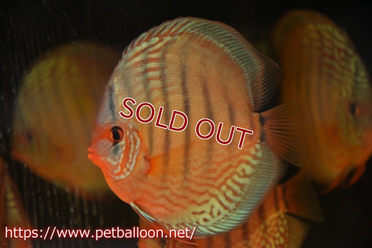 画像2: 【ディスカス】【通販】【初入荷マレーシア屈指のファーム】ワイルドロイヤルブルークロス（タイプレッド）【個体販売】15-16cm （生体）【マレーシア　PERMAI KENCANAディスカスファーム　Winson氏　】 (2)