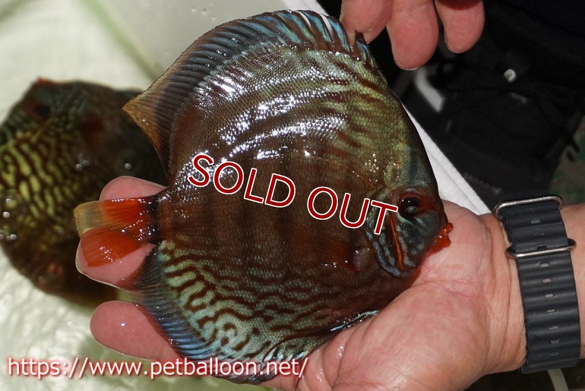 画像4: 【ディスカス】【通販】【初入荷マレーシア屈指のファーム】ワイルドロイヤルブルークロス（タイプレッド）【個体販売】15-16cm （生体）【マレーシア　PERMAI KENCANAディスカスファーム　Winson氏　】 (4)