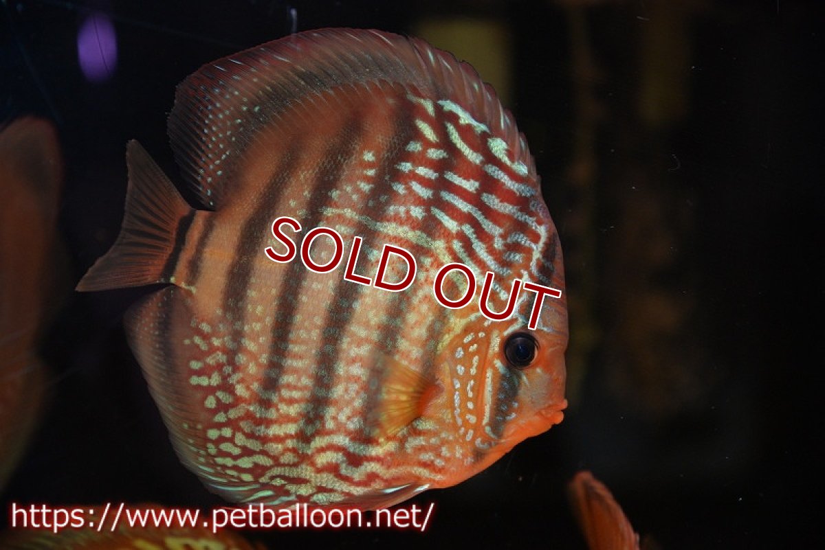 画像1: 【ディスカス】【通販】【初入荷マレーシア屈指のファーム】ワイルドロイヤルブルークロス（タイプレッド）【個体販売】15-16cm （生体）【マレーシア　PERMAI KENCANAディスカスファーム　Winson氏　】 (1)