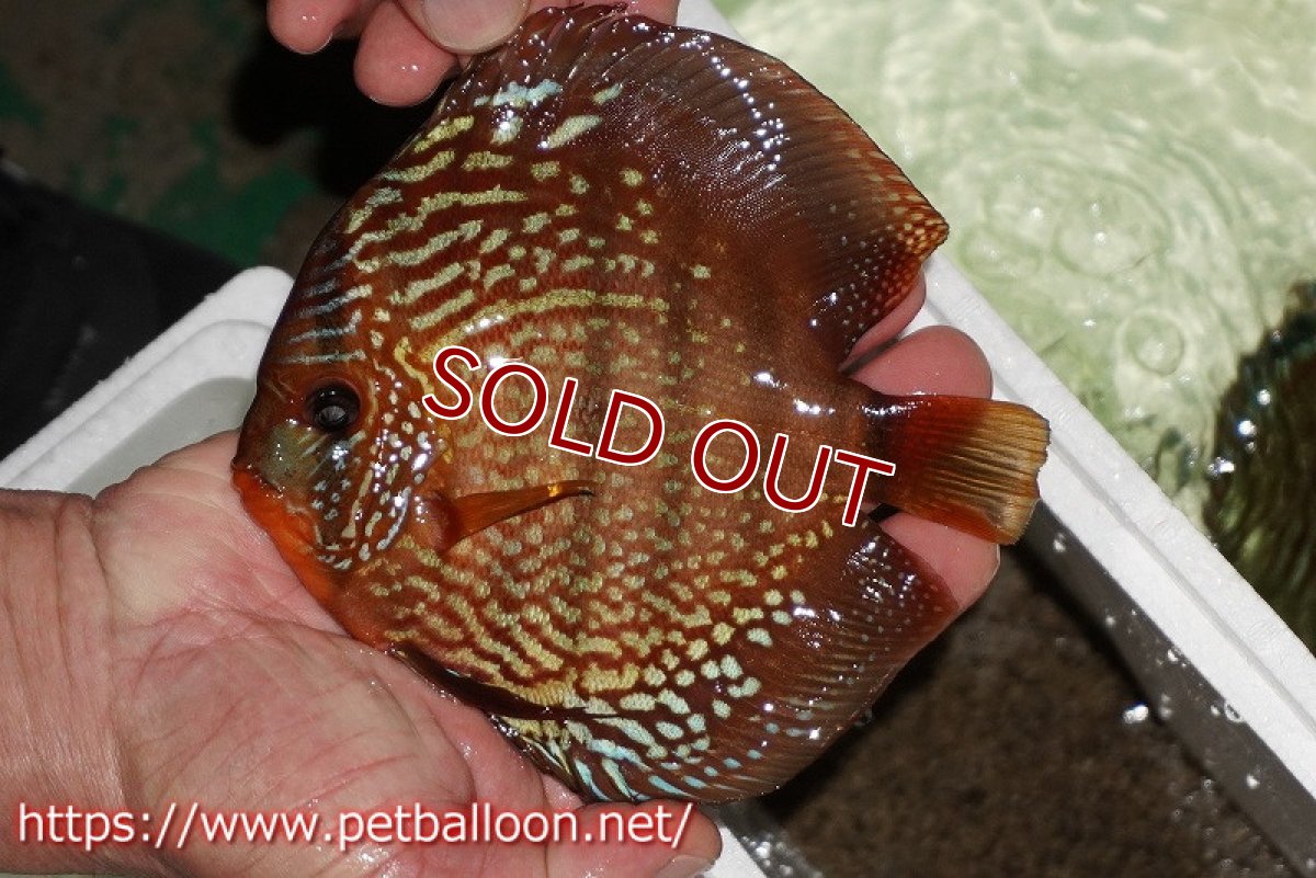 画像2: 【ディスカス】【通販】【初入荷マレーシア屈指のファーム】ワイルドロイヤルブルークロス（タイプレッド）【個体販売】15-16cm （生体）【マレーシア　PERMAI KENCANAディスカスファーム　Winson氏　】 (2)