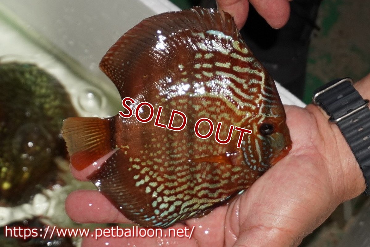 画像3: 【ディスカス】【通販】【初入荷マレーシア屈指のファーム】ワイルドロイヤルブルークロス（タイプレッド）【個体販売】15-16cm （生体）【マレーシア　PERMAI KENCANAディスカスファーム　Winson氏　】 (3)