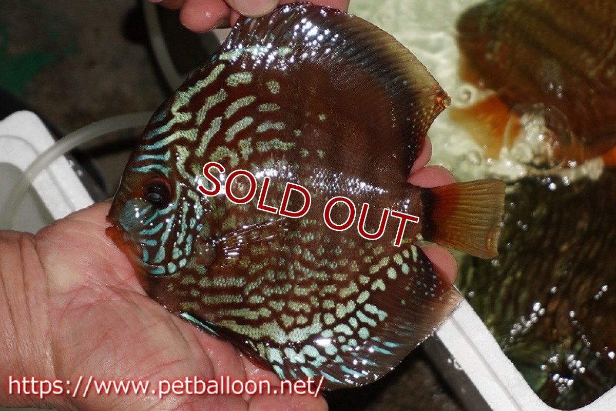 画像1: 【ディスカス】【通販】【初入荷マレーシア屈指のファーム】ワイルドロイヤルブルークロス（タイプレッド）【個体販売】15-16cm （生体）【マレーシア　PERMAI KENCANAディスカスファーム　Winson氏　】 (1)