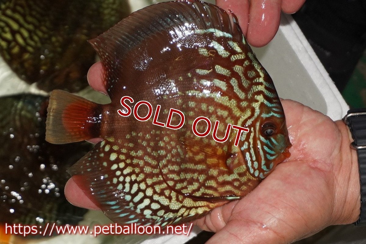 画像2: 【ディスカス】【通販】【初入荷マレーシア屈指のファーム】ワイルドロイヤルブルークロス（タイプレッド）【個体販売】15-16cm （生体）【マレーシア　PERMAI KENCANAディスカスファーム　Winson氏　】 (2)