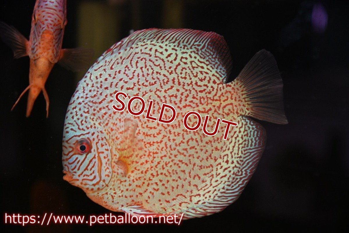 画像1: 【ディスカス】【通販】【初入荷マレーシア屈指のファーム】スーパーキングバイパー【個体販売】14cm （生体）【マレーシア　PERMAI KENCANAディスカスファーム　Winson氏　】 (1)