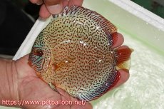 画像1: 【サマーセール10%OFFクーポン番号（10）対象商品 】【ディスカス】【通販】【初入荷マレーシア屈指のファーム】スーパーキングバイパー【個体販売】14cm （生体）【マレーシア　PERMAI KENCANAディスカスファーム　Winson氏　】 (1)