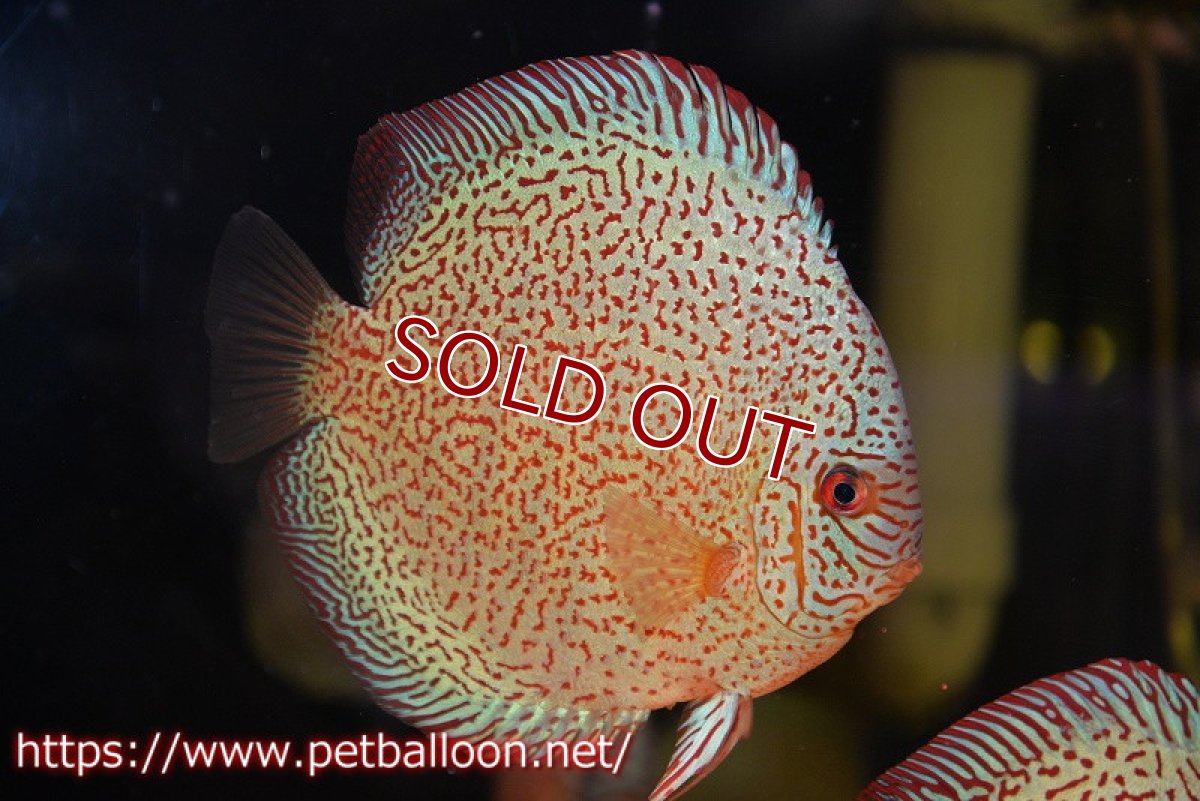 画像2: 【ディスカス】【通販】【初入荷マレーシア屈指のファーム】スーパーキングバイパー【個体販売】14cm （生体）【マレーシア　PERMAI KENCANAディスカスファーム　Winson氏　】 (2)