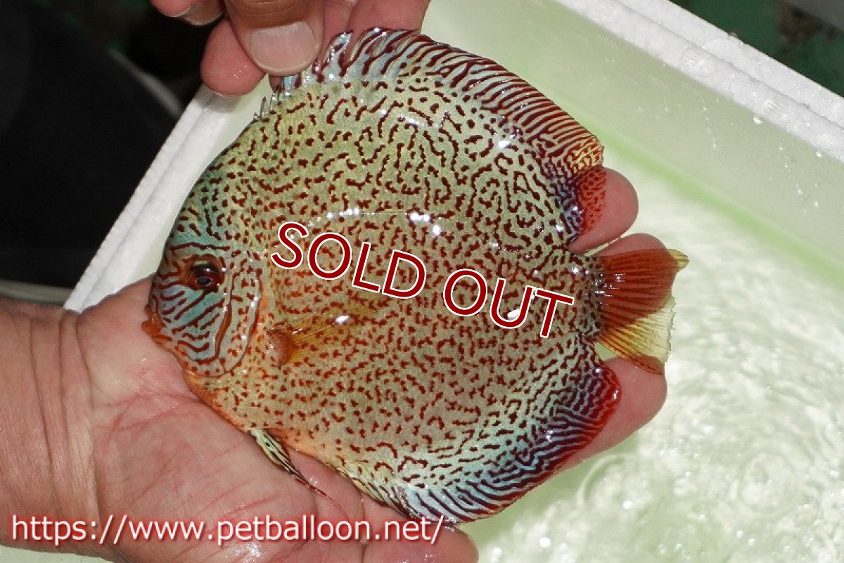 画像3: 【ディスカス】【通販】【初入荷マレーシア屈指のファーム】スーパーキングバイパー【個体販売】14cm （生体）【マレーシア　PERMAI KENCANAディスカスファーム　Winson氏　】 (3)