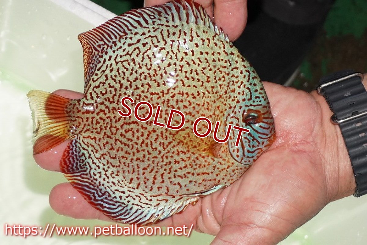 画像4: 【ディスカス】【通販】【初入荷マレーシア屈指のファーム】スーパーキングバイパー【個体販売】14cm （生体）【マレーシア　PERMAI KENCANAディスカスファーム　Winson氏　】 (4)