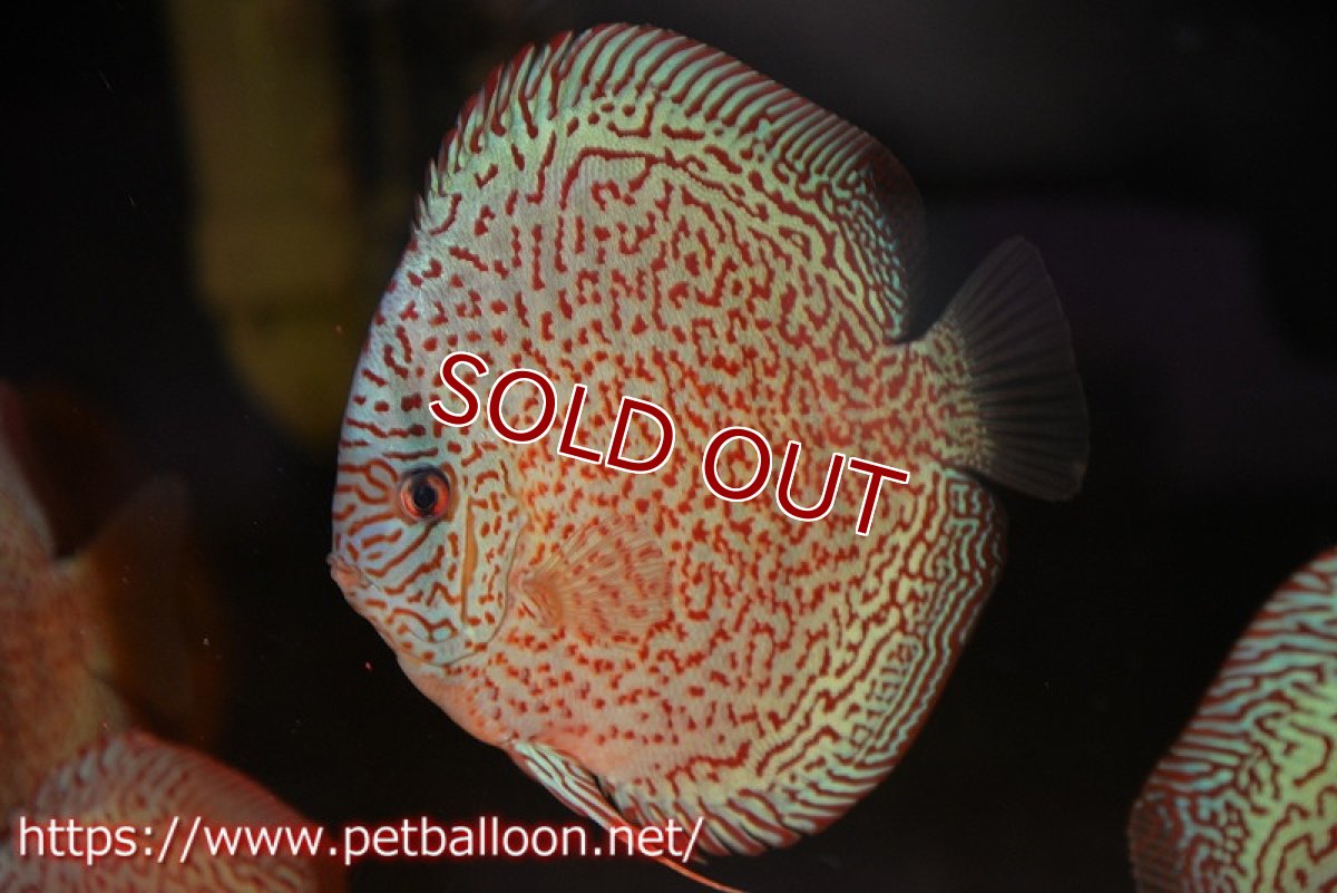 画像2: 【水槽スペース確保のため大特価】【ディスカス】【通販】【初入荷マレーシア屈指のファーム】スーパーキングバイパー【個体販売】14cm （生体）【マレーシア　PERMAI KENCANAディスカスファーム　Winson氏　】 (2)