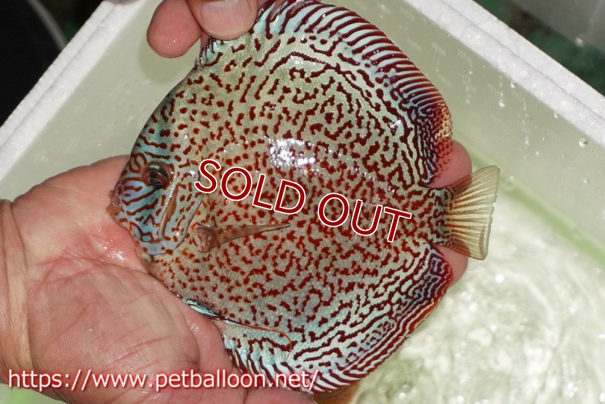 画像3: 【水槽スペース確保のため大特価】【ディスカス】【通販】【初入荷マレーシア屈指のファーム】スーパーキングバイパー【個体販売】14cm （生体）【マレーシア　PERMAI KENCANAディスカスファーム　Winson氏　】 (3)