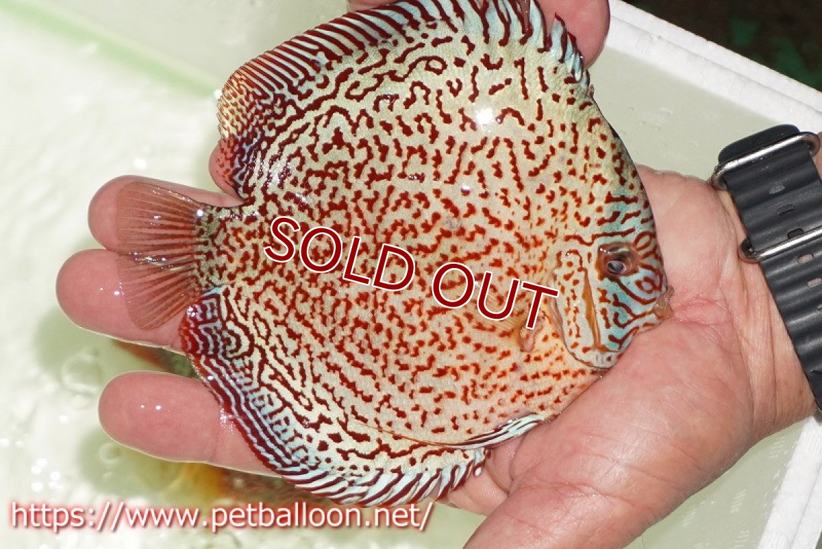 画像4: 【水槽スペース確保のため大特価】【ディスカス】【通販】【初入荷マレーシア屈指のファーム】スーパーキングバイパー【個体販売】14cm （生体）【マレーシア　PERMAI KENCANAディスカスファーム　Winson氏　】 (4)