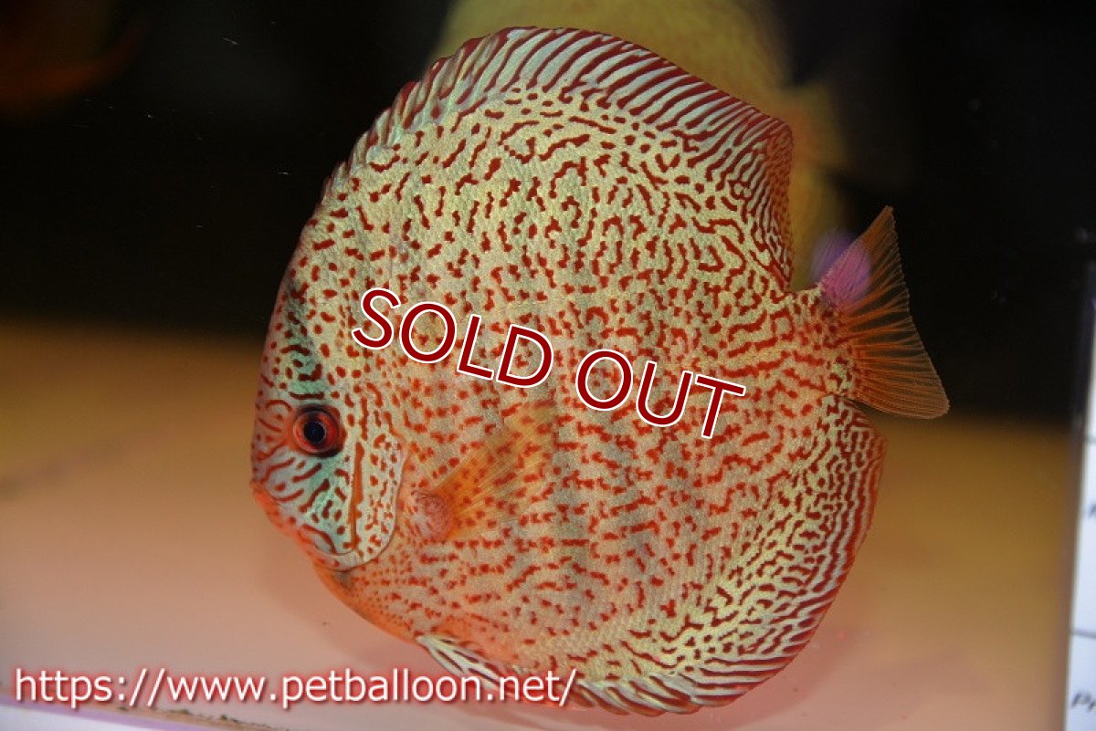 画像1: 【ディスカス】【通販】【初入荷マレーシア屈指のファーム】スーパーキングバイパー【個体販売】14cm （生体）【マレーシア　PERMAI KENCANAディスカスファーム　Winson氏　】 (1)