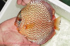 画像1: 【サマーセール10%OFFクーポン番号（10）対象商品 】【ディスカス】【通販】【初入荷マレーシア屈指のファーム】スーパーキングバイパー【個体販売】14cm （生体）【マレーシア　PERMAI KENCANAディスカスファーム　Winson氏　】 (1)