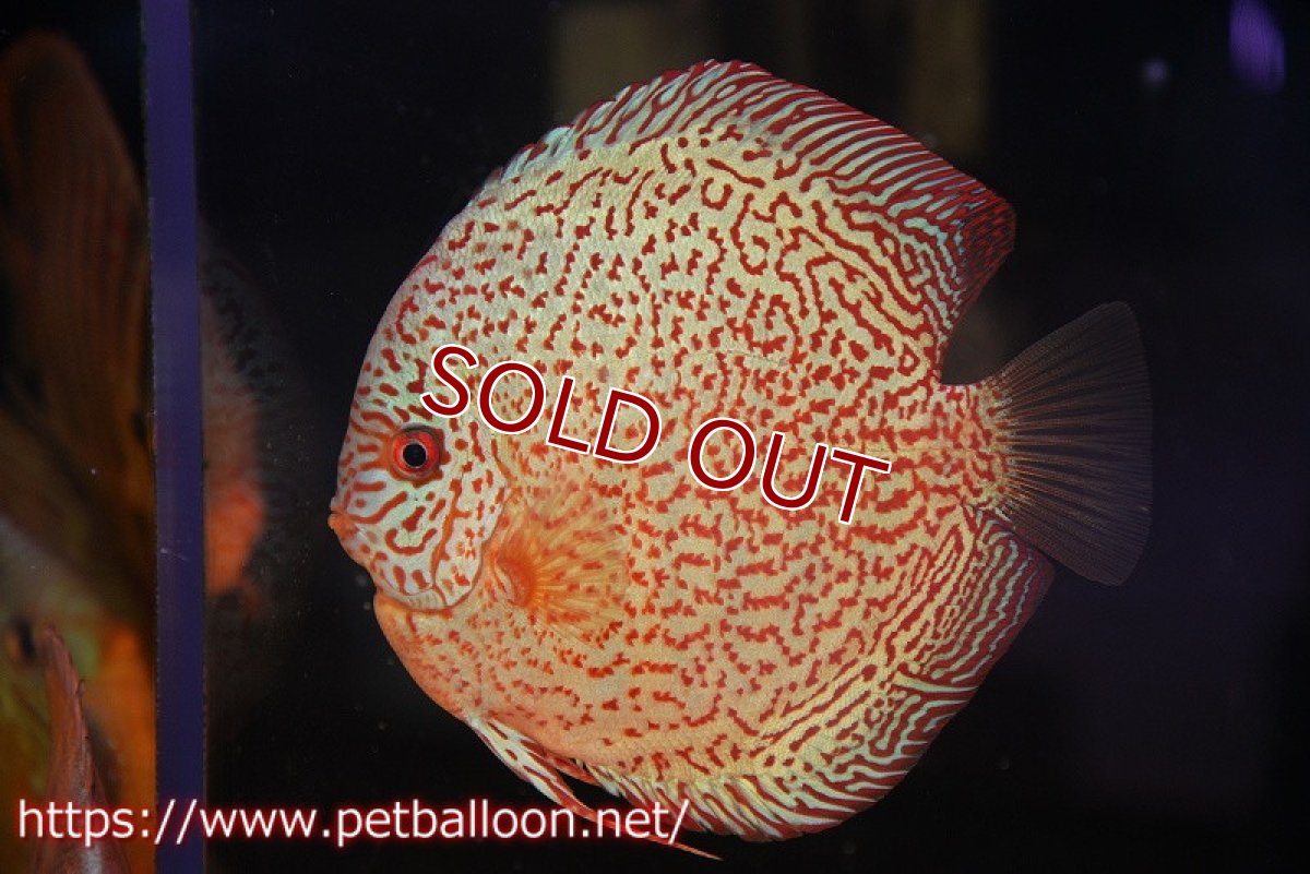 画像2: 【ディスカス】【通販】【初入荷マレーシア屈指のファーム】スーパーキングバイパー【個体販売】14cm （生体）【マレーシア　PERMAI KENCANAディスカスファーム　Winson氏　】 (2)