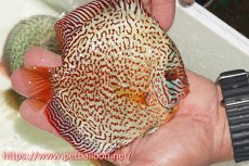 画像2: 【サマーセール10%OFFクーポン番号（10）対象商品 】【ディスカス】【通販】【初入荷マレーシア屈指のファーム】スーパーキングバイパー【個体販売】14cm （生体）【マレーシア　PERMAI KENCANAディスカスファーム　Winson氏　】 (2)