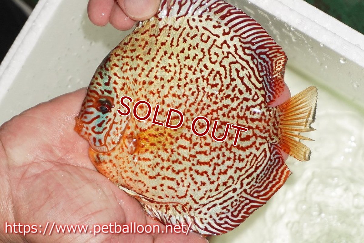 画像3: 【ディスカス】【通販】【初入荷マレーシア屈指のファーム】スーパーキングバイパー【個体販売】14cm （生体）【マレーシア　PERMAI KENCANAディスカスファーム　Winson氏　】 (3)