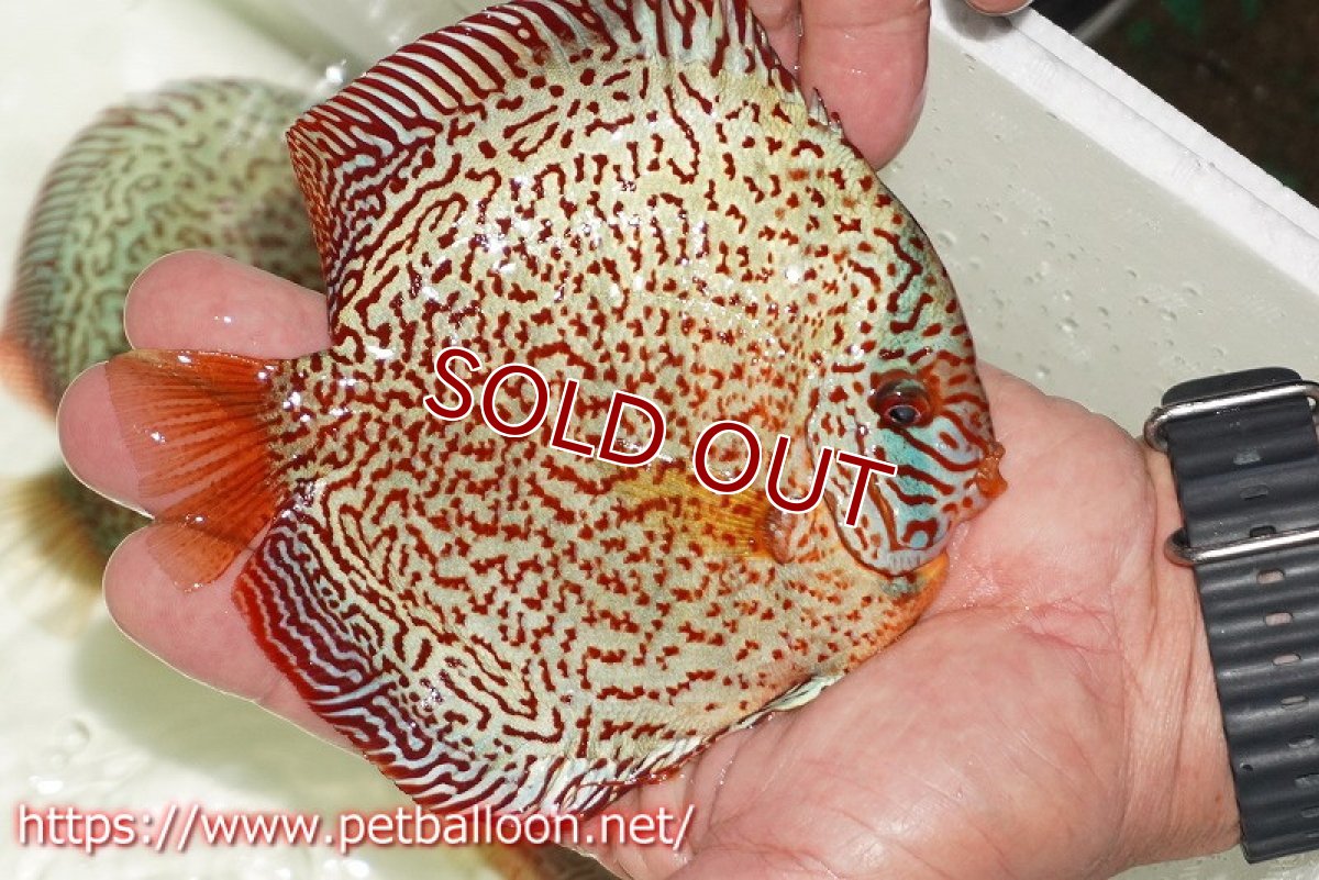 画像4: 【ディスカス】【通販】【初入荷マレーシア屈指のファーム】スーパーキングバイパー【個体販売】14cm （生体）【マレーシア　PERMAI KENCANAディスカスファーム　Winson氏　】 (4)